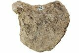 Jurassic Fossil Sponge (Tremadictyon) - Germany #219295-1